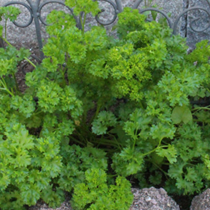 Triple Curled Parsley Tarot Garden + Gift Seed Packet